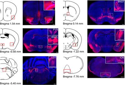 Conditional Knockout of Bmal1 in Corticotropin-Releasing Factor Neurons Does Not Alter Sleep–Wake Rhythm in Mice